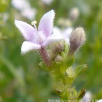 Knoxia spicata (Thwaites ex Trimen) Ridsdale